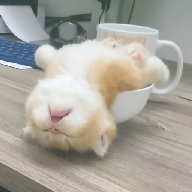 豆花视频APP应用